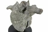 Hadrosaur (Maiasaura) Vertebra w/ Metal Stand - Montana #227770-4